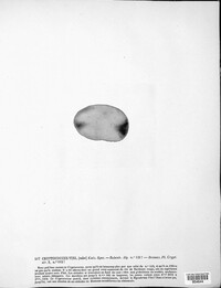 Cryptococcus vini image